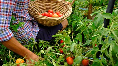 Male farmer harvests tomatoes in the garden. Selective focus.