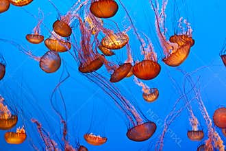 Jelly fish in an aquarium