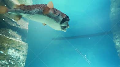 Fish hedgehog swims in aquarium with coral reefs. Exotic  sea fishes swimming in tank, marine life in oceanarium aquatic habitat