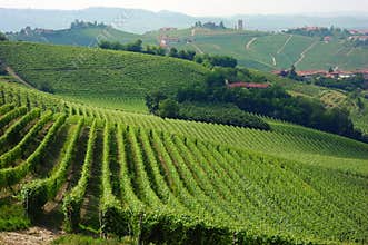 Vineyards