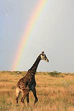 Masai giraffe under rainbow