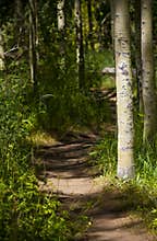 Enchanted Wooded Path