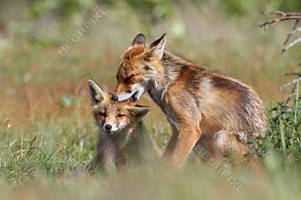 Affectionate foxes
