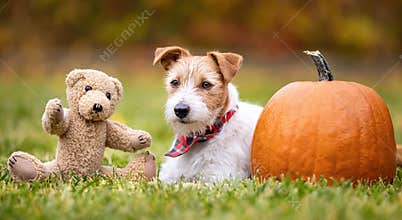 Funny dog with a pumpkin and a toy in autumn, halloween, happy thanksgiving day, fall banner