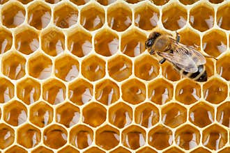 Bee macro shot collecting honey