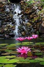 Garden and waterfall