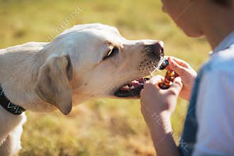Boy giving dog a dropper with CBD oil