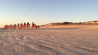 Large group of tourists on camel ride convoy on Cable Beach Broome Western Australia