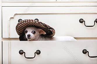 A chihuahua dog sits in a stylish beige cap on a shelf in the closet and looks from under the visor into the camera.