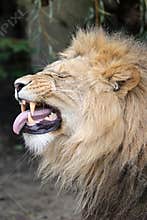 Close up portrait of a male lion, Panthera Leo