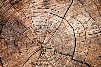 Old wood cut texture