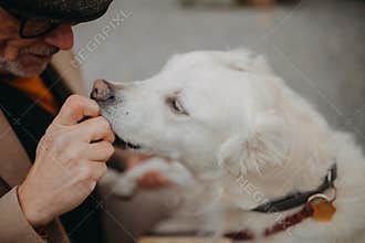 Senior man in elegant clothes training his big white dog in city during autumn day.
