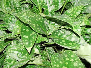 Close-up. carpet green leaf. Green natural background of small leaves. Greenery summer or spring grass carpet texture