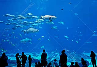 School of fish in a gigantic aquarium