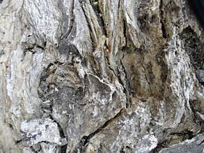 Hi resolution tree texture background
