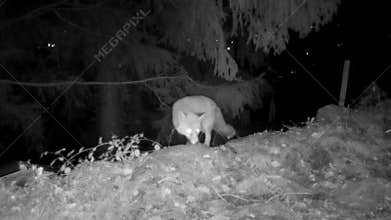 fox walking in the clearing at night