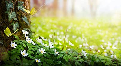 Beautiful Spring white flowers of anemones and flying butterfly in spring forest; Easter Spring forest landscape with flowering