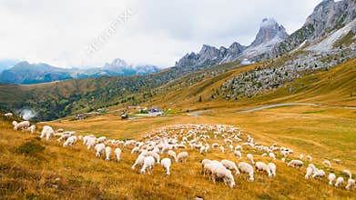 Sheeps eat grass at sunset in a meadow with Alps mountains on the background