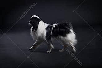 Japanese Chin