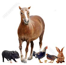 Farm animals