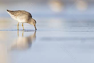 Short-billed dowitcher foraging at the wetlands of Texas South Padre Island.