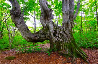 Giant beech tree