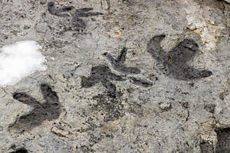 Fossilized dinosaur tracks