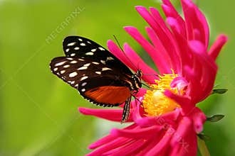 Butterfly on a flower