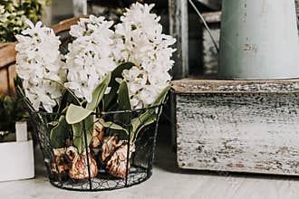 White hyacinth flowers in a wicker basket and garden accessories on a wooden table
