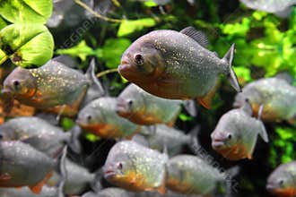 Piranhas fish