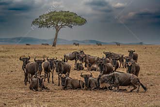 Wildebeest migration,