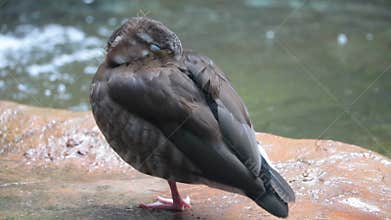 A wild duck stands on one leg near a pond. The bird hid its beak in feathers. Cold season.