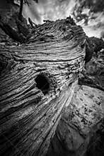 A Hole In a Log
