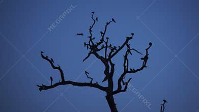 Close view of shisha gumbad entrance, lodi garden, Delhi