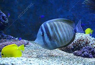 Aquarium