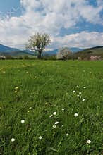 Spring tree with green grass