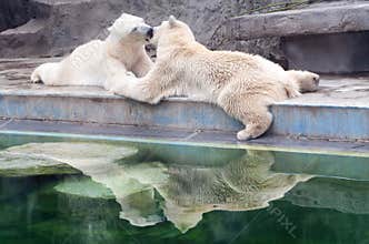 Polar bear romance