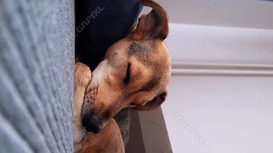 Peaceful sleep of dog in comfortable environment on sofa in room. Vertical video.