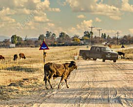 stray animals real danger to the traffic