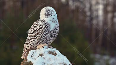Beautiful and very rare arctic owl Bubo scandiacus, snowy owl, perching on a stone in a landscape covered with snow. Close up
