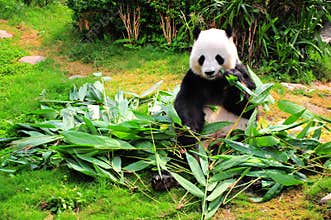 panda eating bamboo leaves