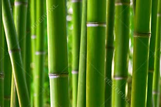 Bamboo forest