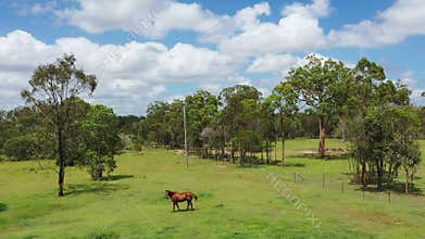Beautiful brown stallion horse in a paddock