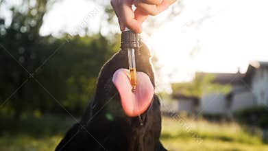Dog licking a dropper with CBD oil