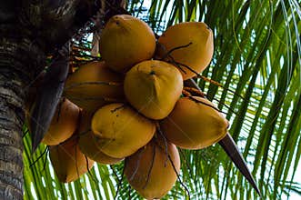 Close Up Low Angle View Yellow Orange Coconut Tree Fruits Of Cocos Nucifera L Hanging