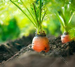 Organic Carrots. Carrot Growing