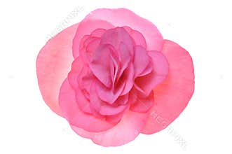 Pink flower begonia