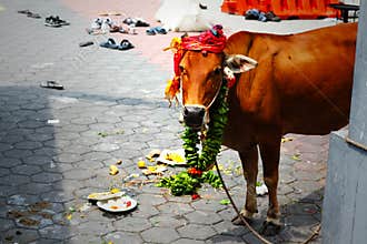 Cow at Hindu Party