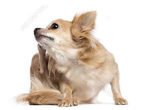 Chihuahua scratching