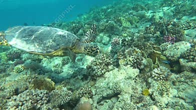 Hawksbill sea turtle (CR species) Hawksbill Turtle - Eretmochelys imbricata.